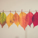 hanging leaves in different colors
